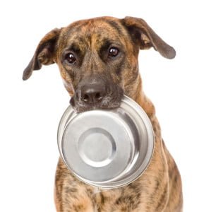 23531576 - dog  holding bowl in mouth  isolated on white background