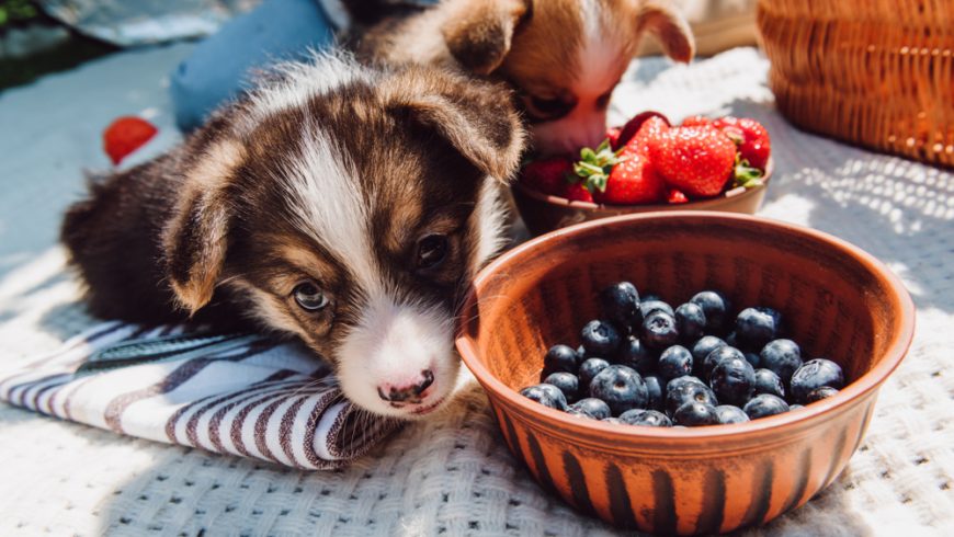 Can Dogs Eat Blueberries?