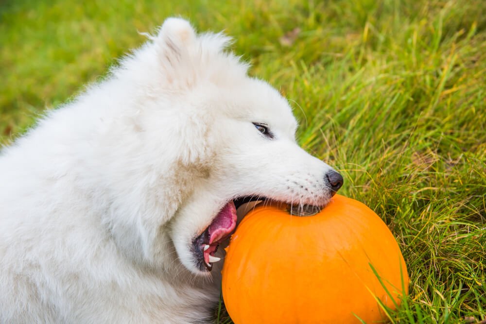 Samoyed eating a pumpkin