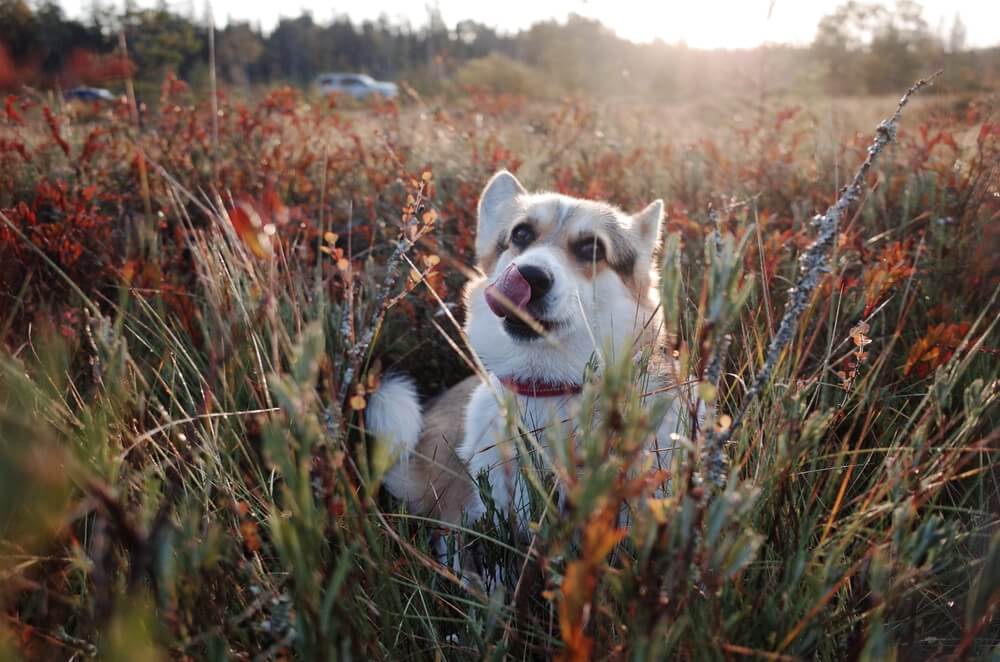Dog in a field of cranberries