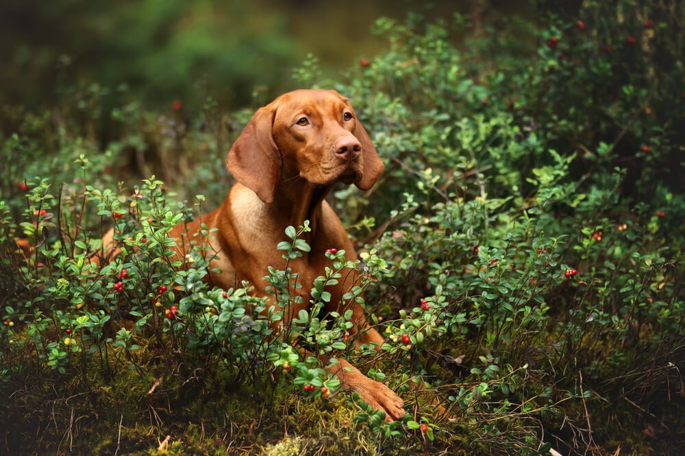 Dog and wild cranberries