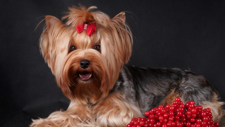 Can Dogs Eat Cranberries? Biggest Benefits & What to Pay Attention To