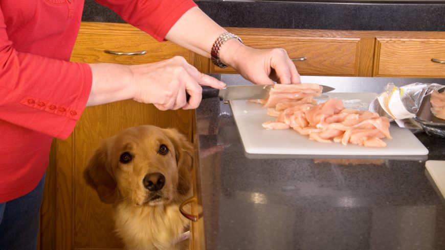 How to Boil Chicken for Dogs: A 7-Step Pawesome Guide