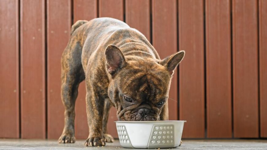 How to Choose the Best French Bulldog Diet