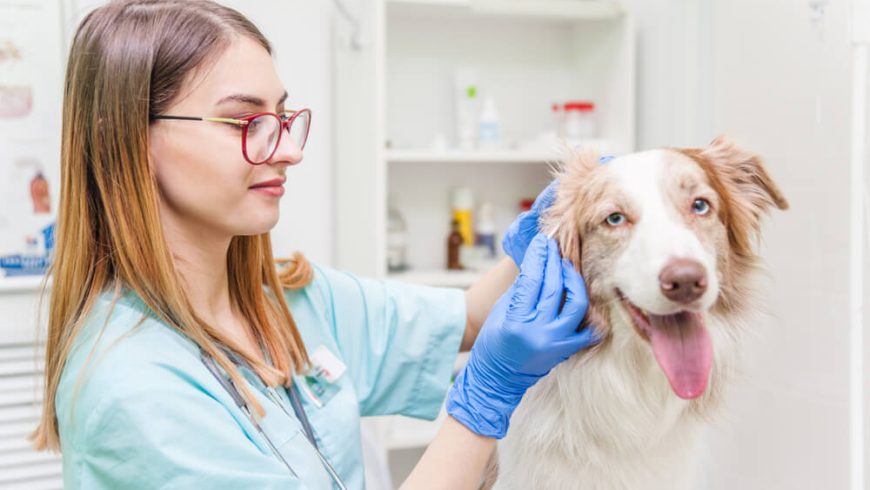 How to Prevent Ear Infections in Dogs