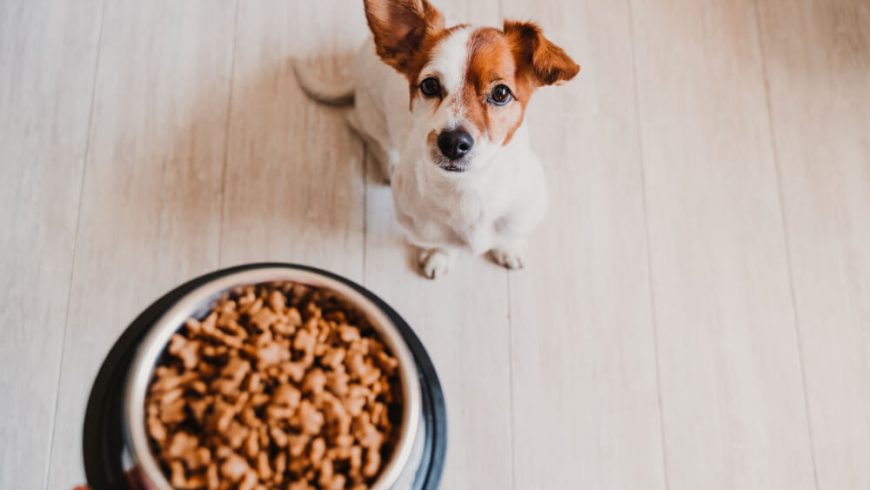 How To Transition Dog Food Safely