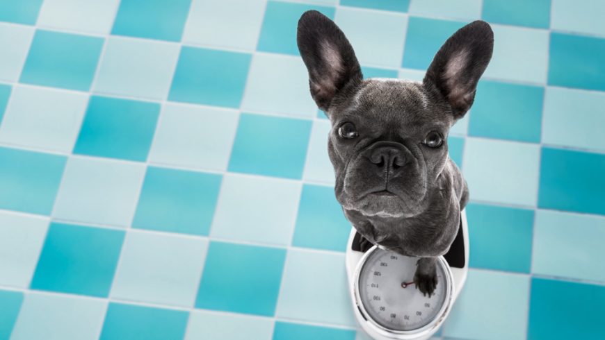 French Bulldog Weight Chart & Food Guide