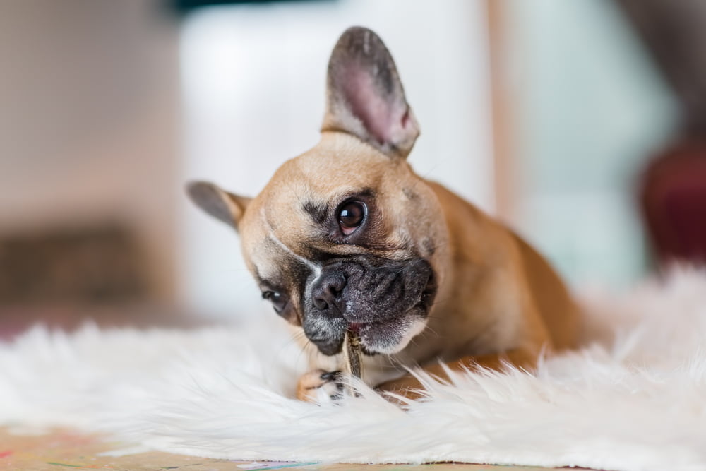 Why Isn’t My French Bulldog Growing