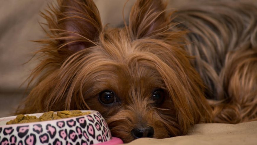 What Can Yorkies Eat? Let’s Find Out What’s Good and What’s Not