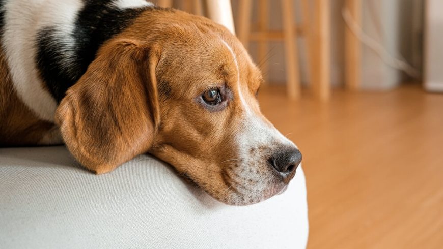 Kidney Disease in Dogs: Signs, Causes, and Treatment
