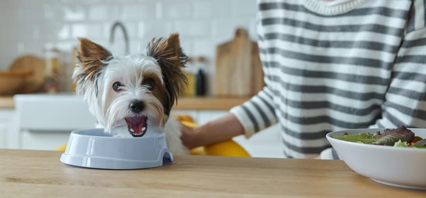 How Much Food Should a Yorkie Eat Per Day? Let’s Find Out!