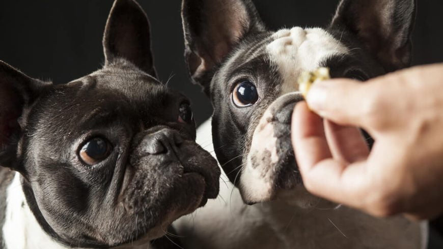 What is the Best Dog Food for Picky Eaters?