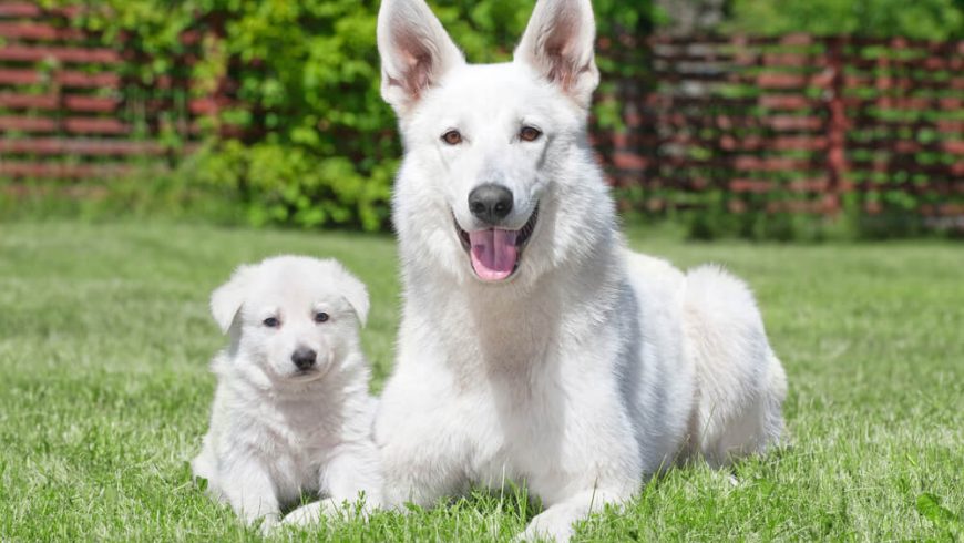 Can Adult Dogs Eat Puppy Food? A Veterinarian Explains