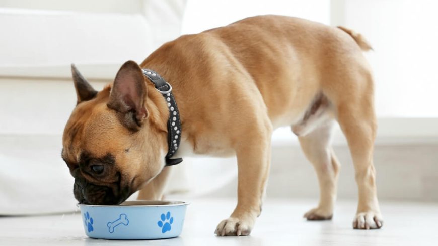 Is High Protein Good for Dogs? All About High Protein Dog Food