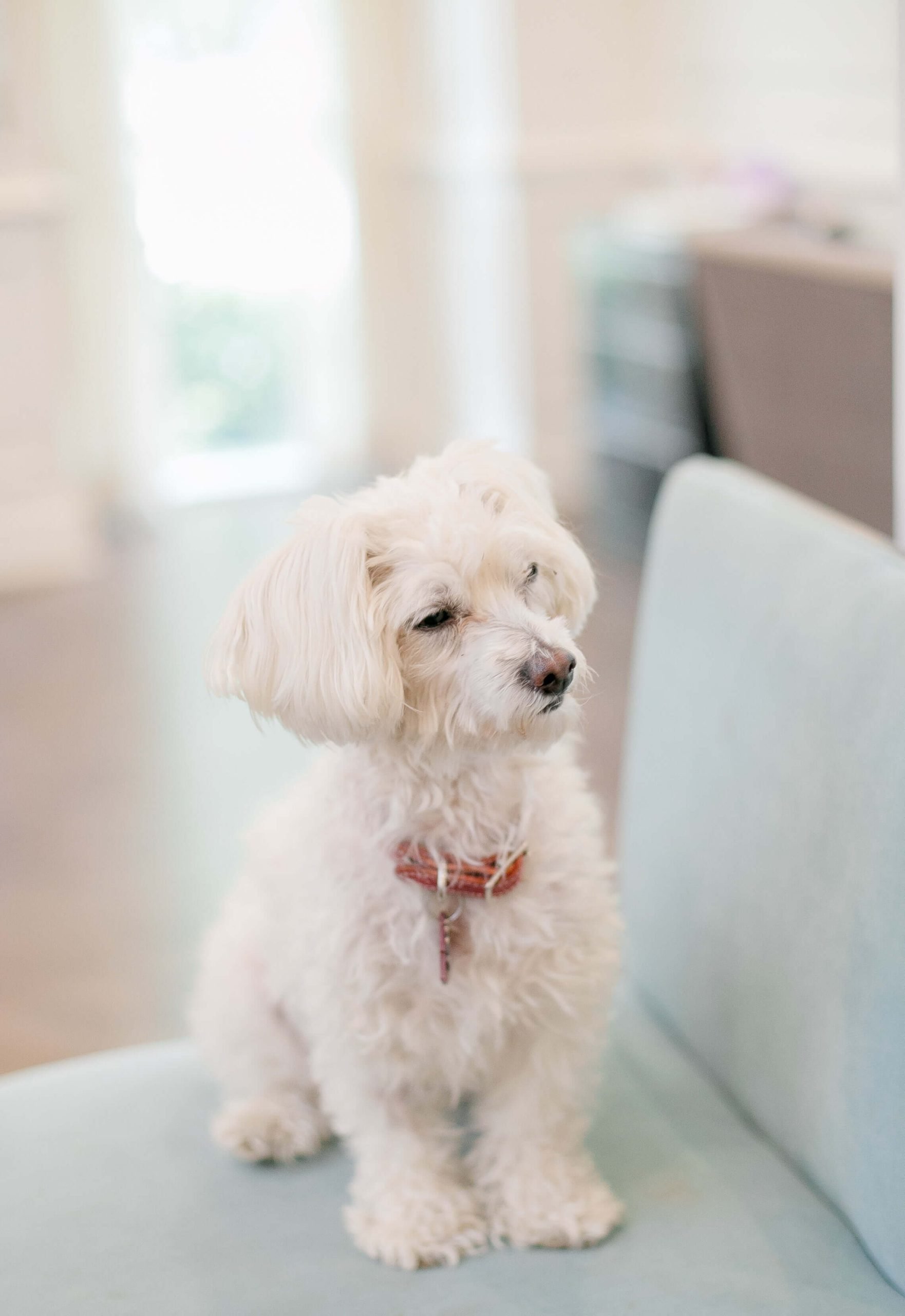 Why might a Maltipoo puppy not gain weight as they should?