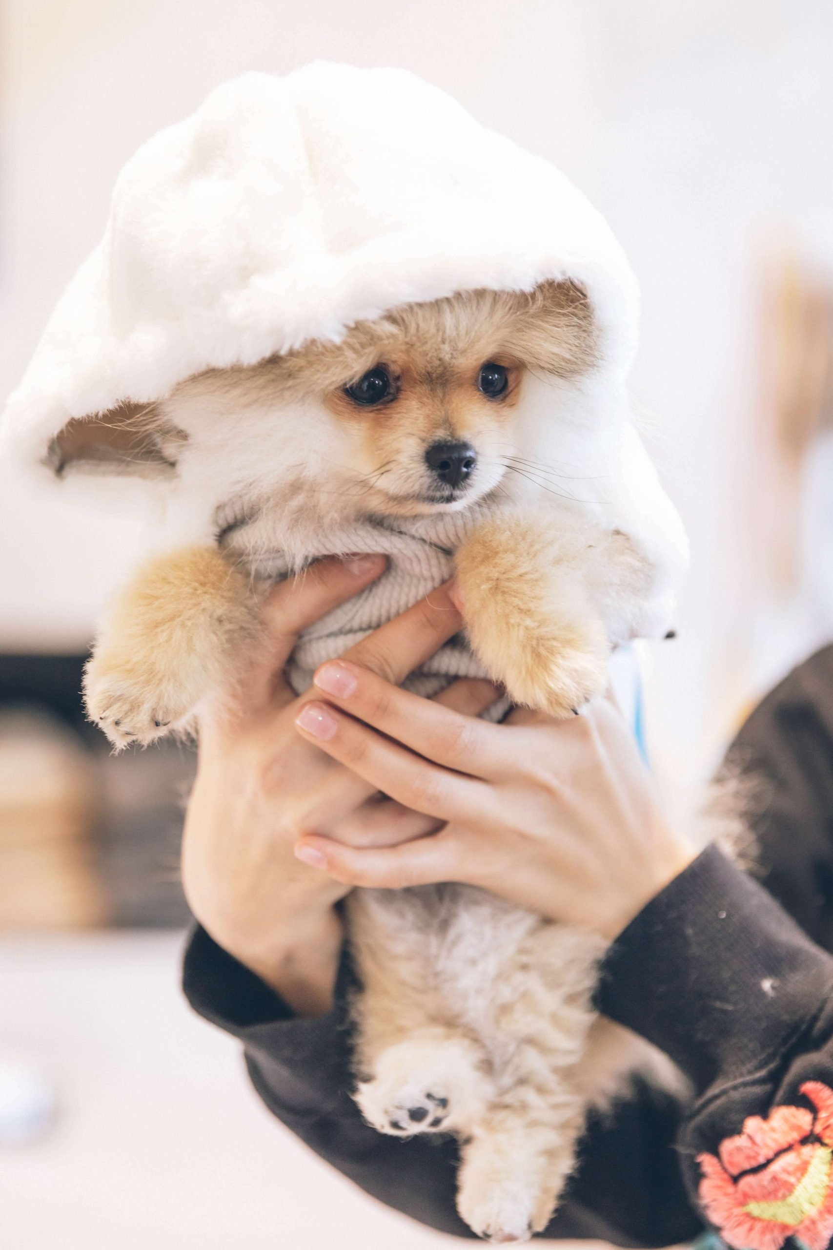 Pomeranian weight chart