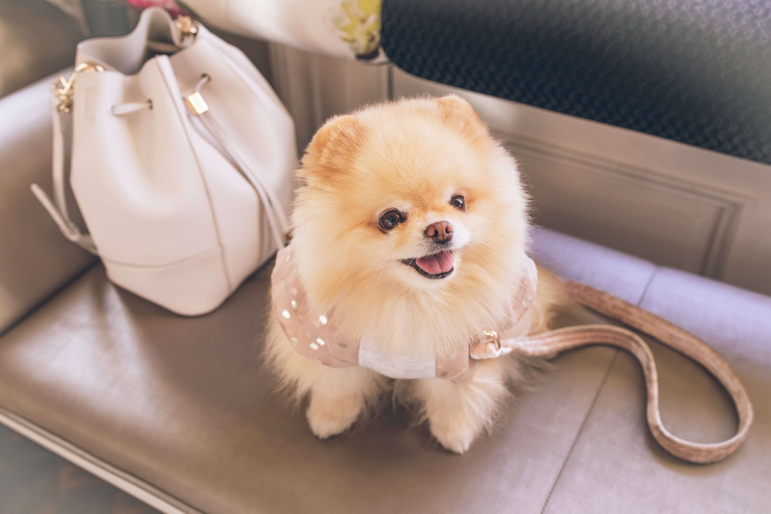 Why might a Pomeranian puppy not be gaining weight?