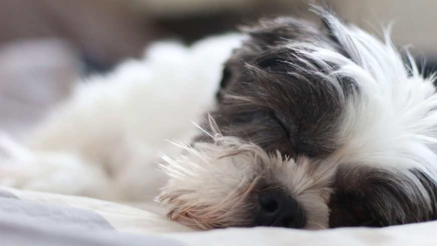 Pancreatitis in Dogs: Signs, Causes, and Treatment