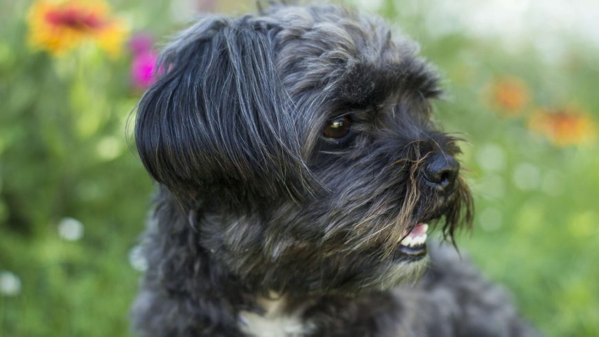 Shih Tzu Digestive Problems: Symptoms, Causes & Treatments