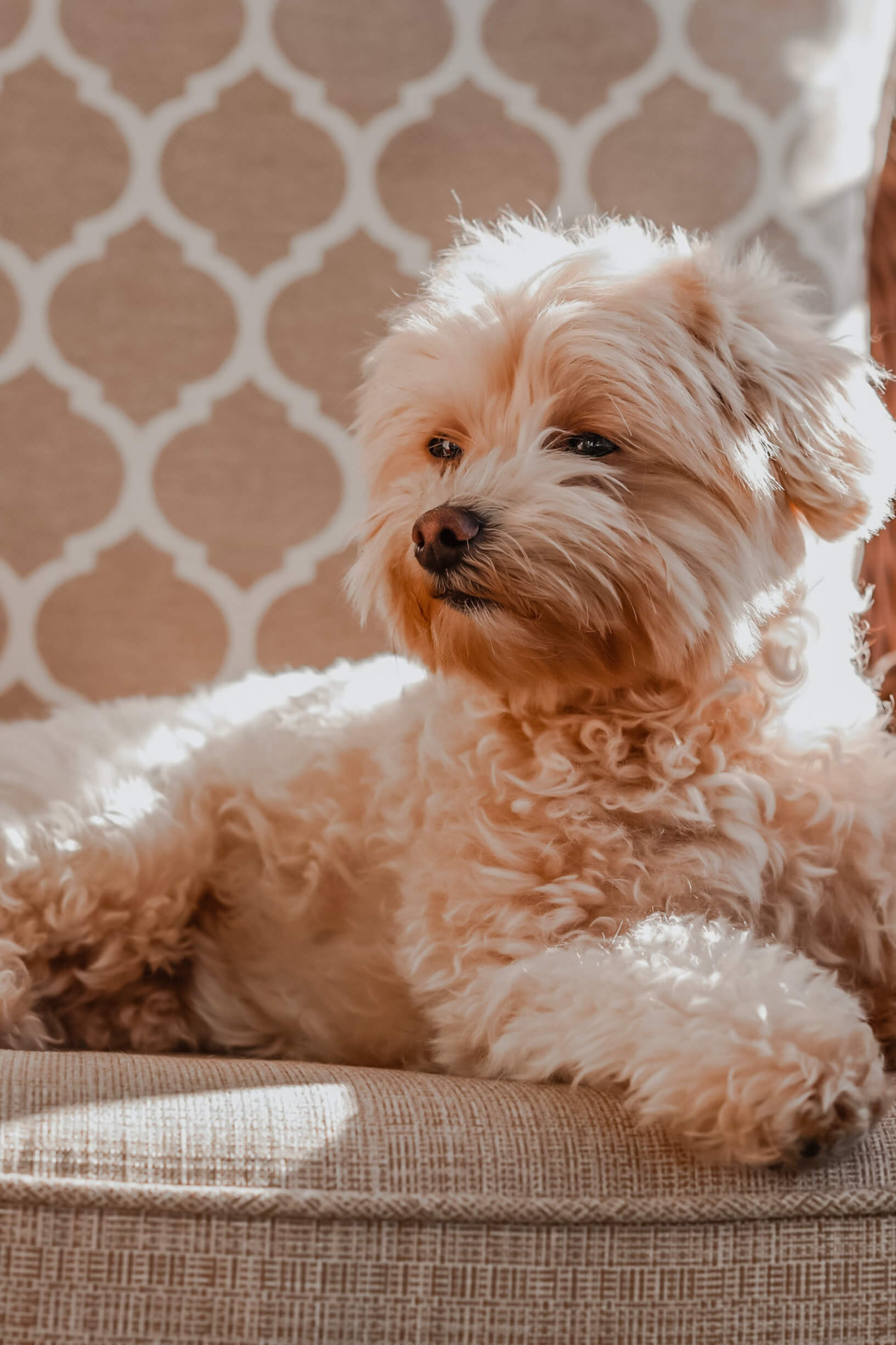 How big is a full-grown Maltipoo?