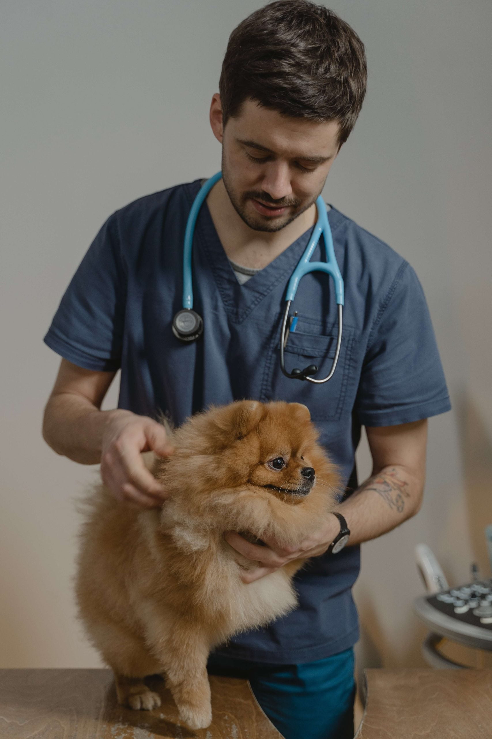When should you visit a vet?